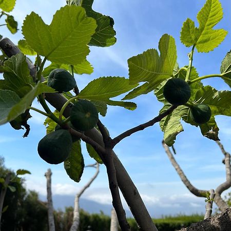 Villa Rustica En La Alpujarra - La Gualalla - Soportujar Carataunas Eksteriør billede