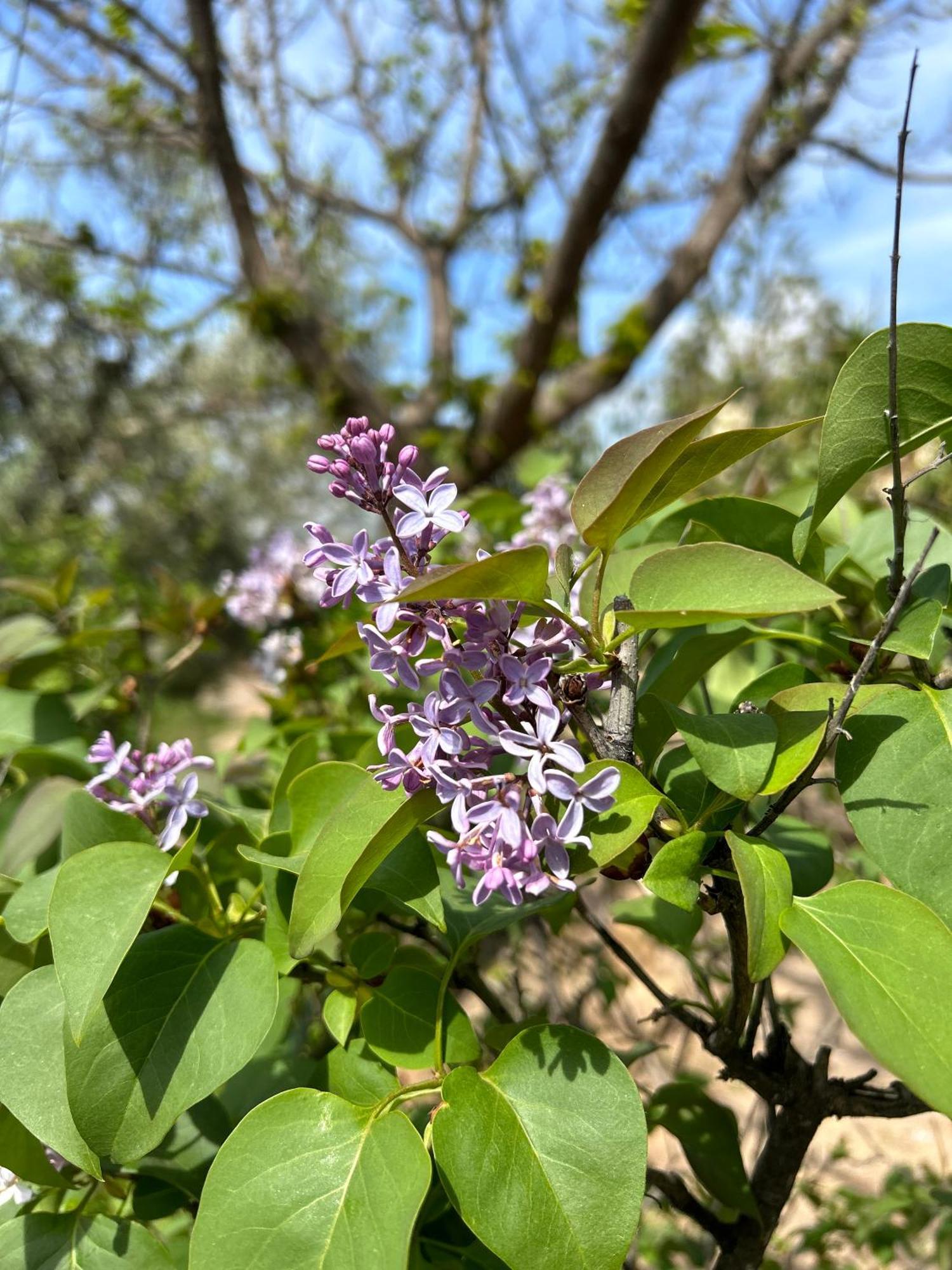 Villa Rustica En La Alpujarra - La Gualalla - Soportujar Carataunas Eksteriør billede